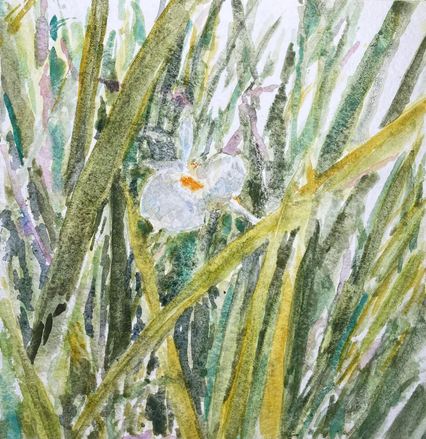 Dietes flowers - Cynthia Coffield Fine Art