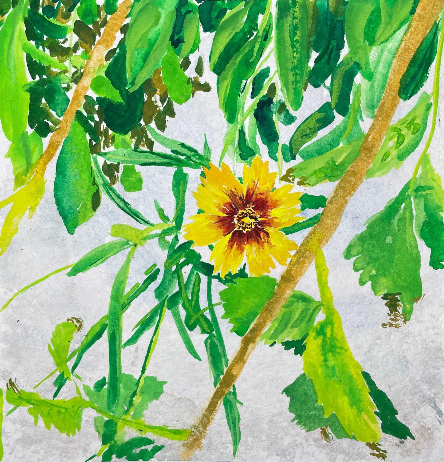 Cleopsis Flowers - Cynthia Coffield Fine Art