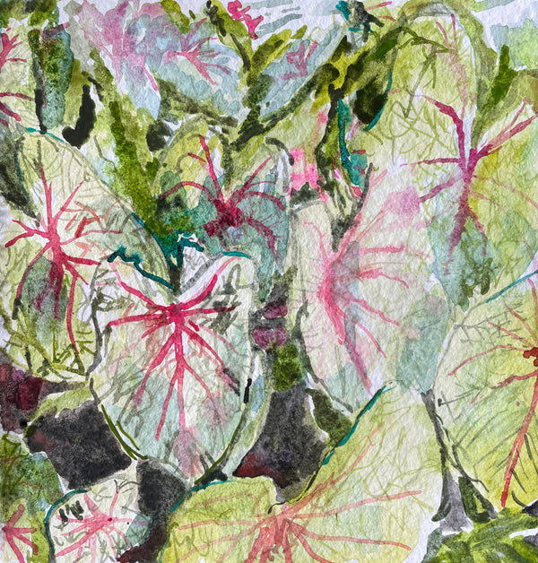 Caladium Flowers - Cynthia Coffield Fine Art
