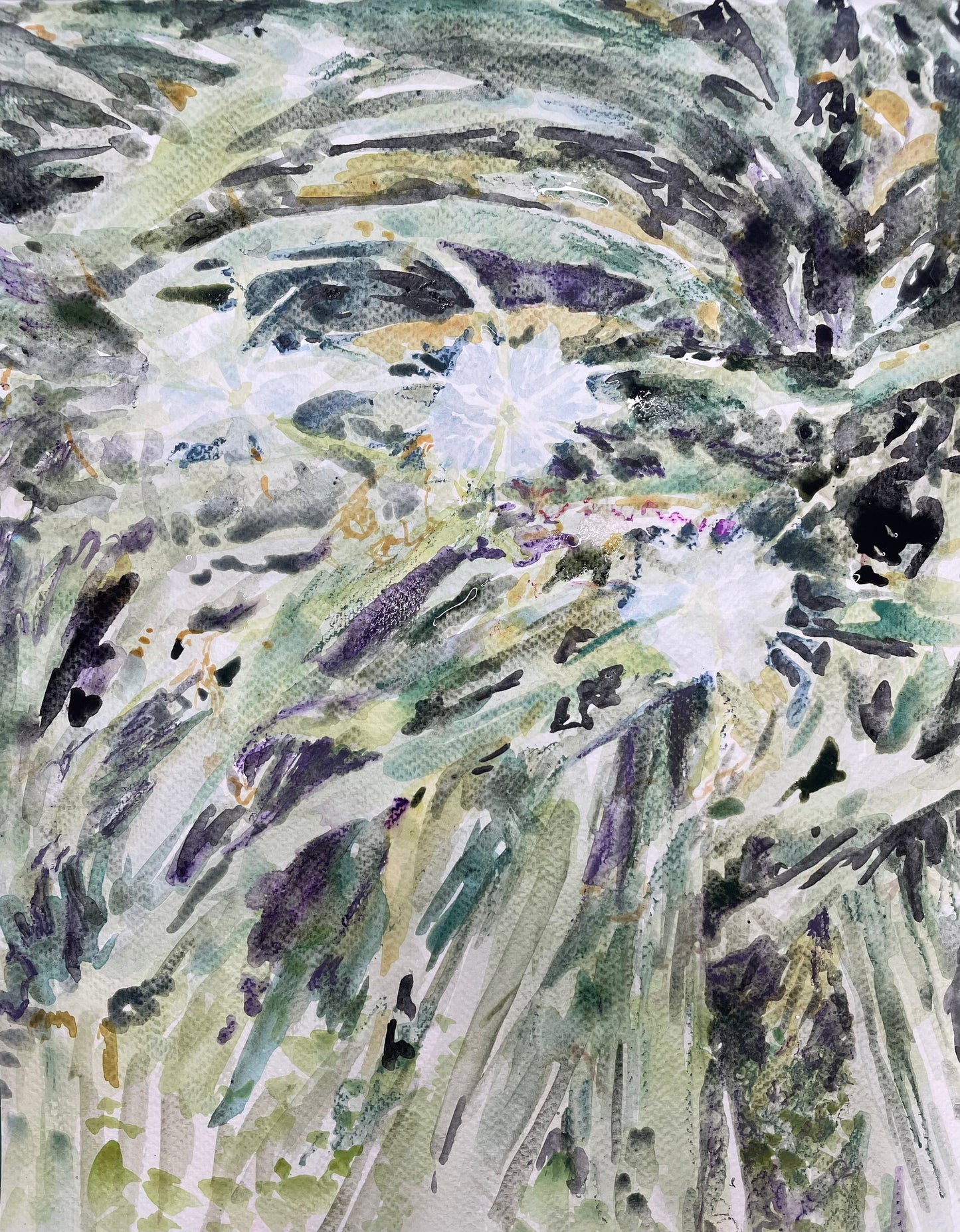 Beach Spider Lily - Cynthia Coffield Fine Art