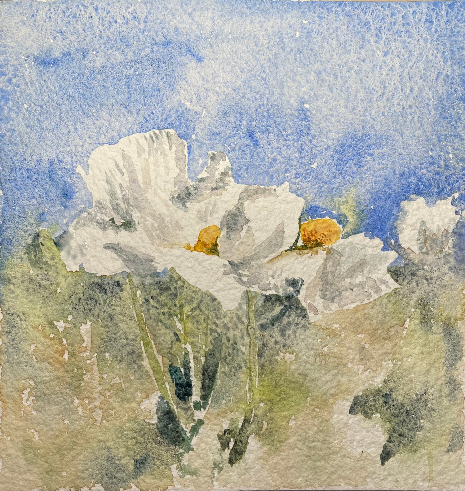 Watercolor Paintings