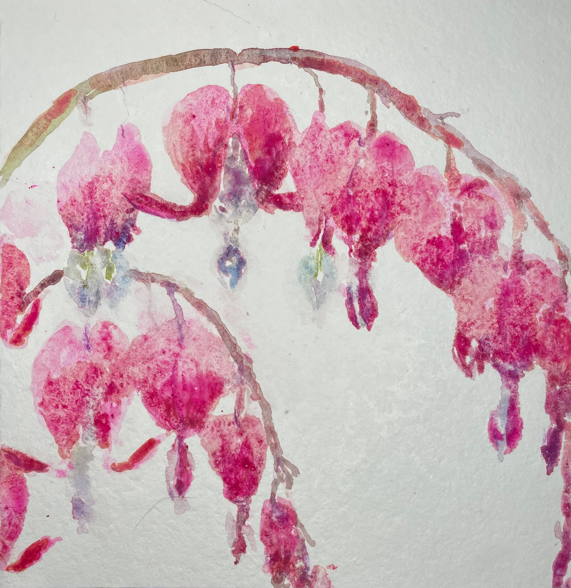 Clematis flowers - Cynthia Coffield Fine Art