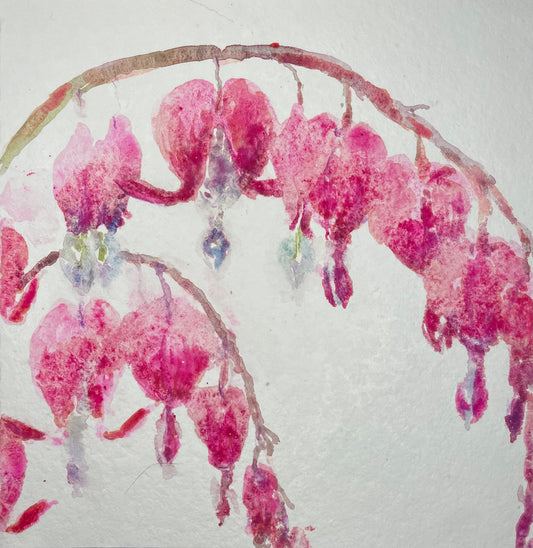 Clematis flowers - Cynthia Coffield Fine Art