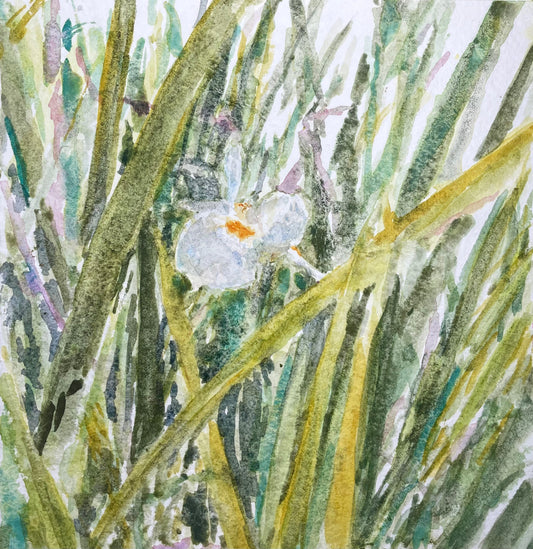 Dietes flowers - Cynthia Coffield Fine Art