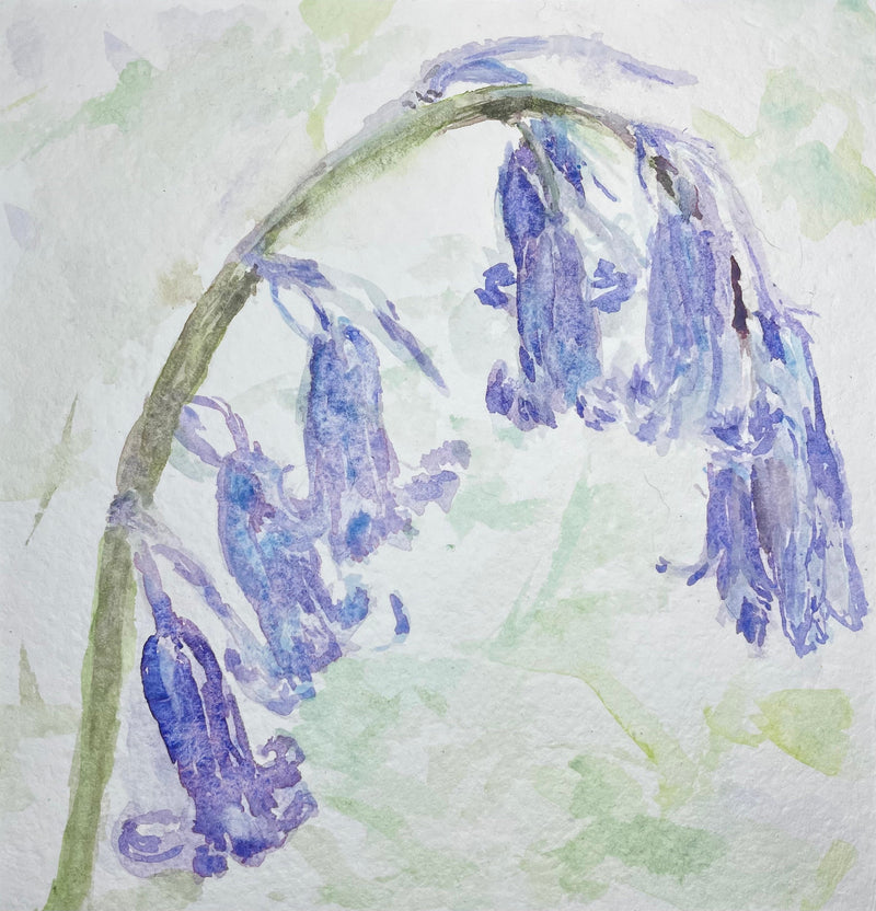 English blue bell flowers - Cynthia Coffield Fine Art