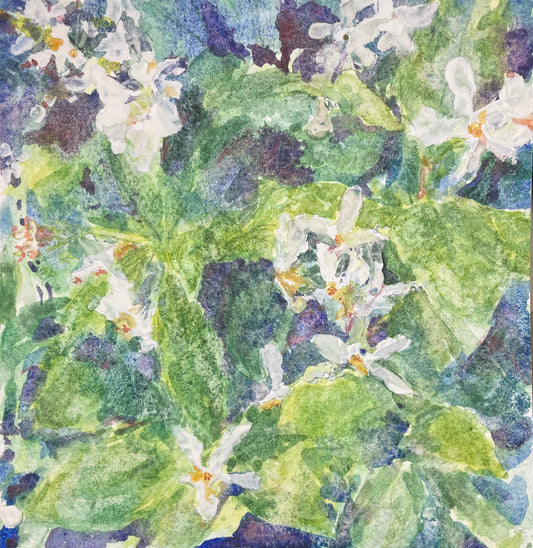 Jasmine flowers - Cynthia Coffield Fine Art