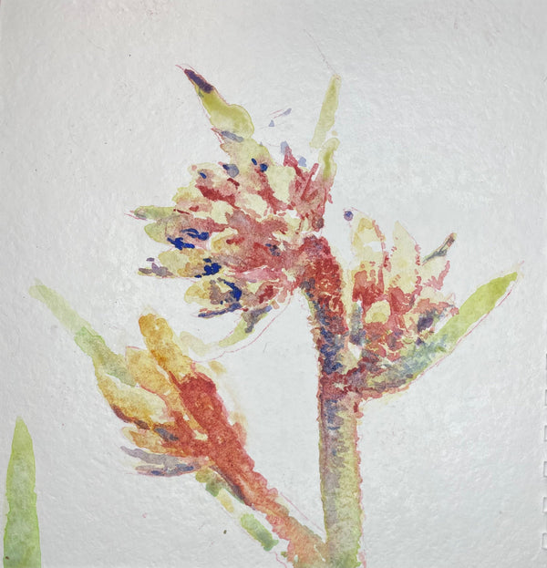 Kangaroo paw flowers - Cynthia Coffield Fine Art
