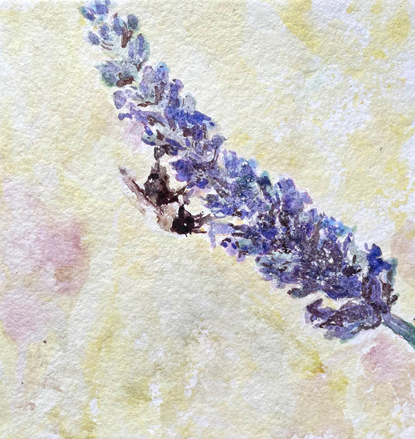 Lavender flowers - Cynthia Coffield Fine Art