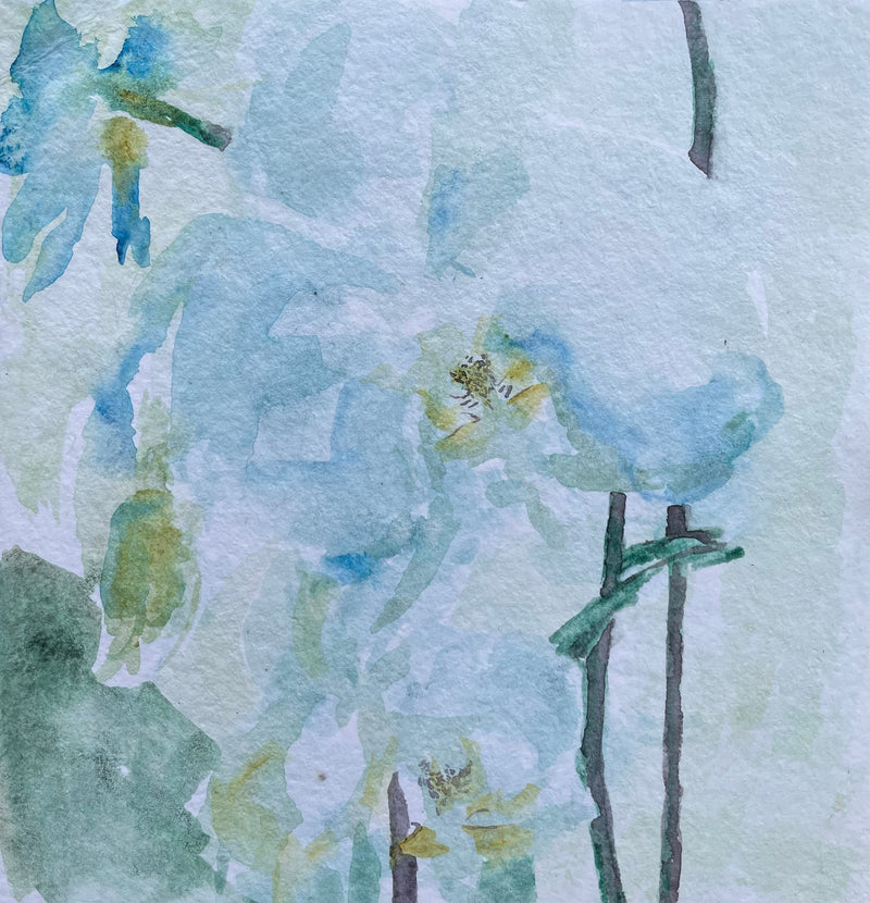 Orchids 006 - Cynthia Coffield Fine Art