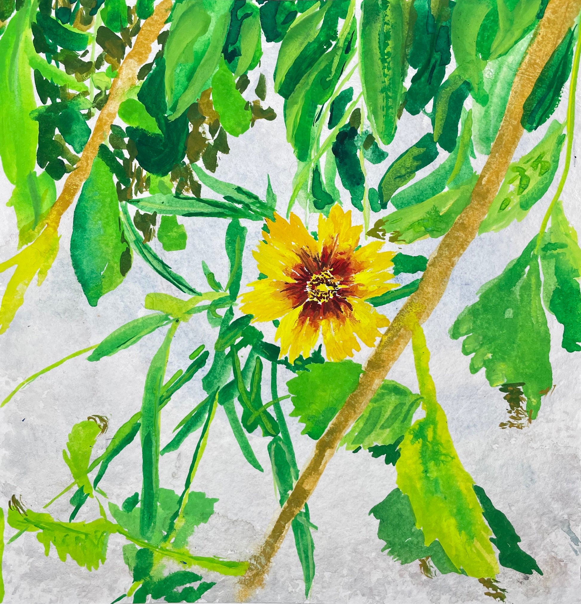 Cleopsis Flowers - Cynthia Coffield Fine Art