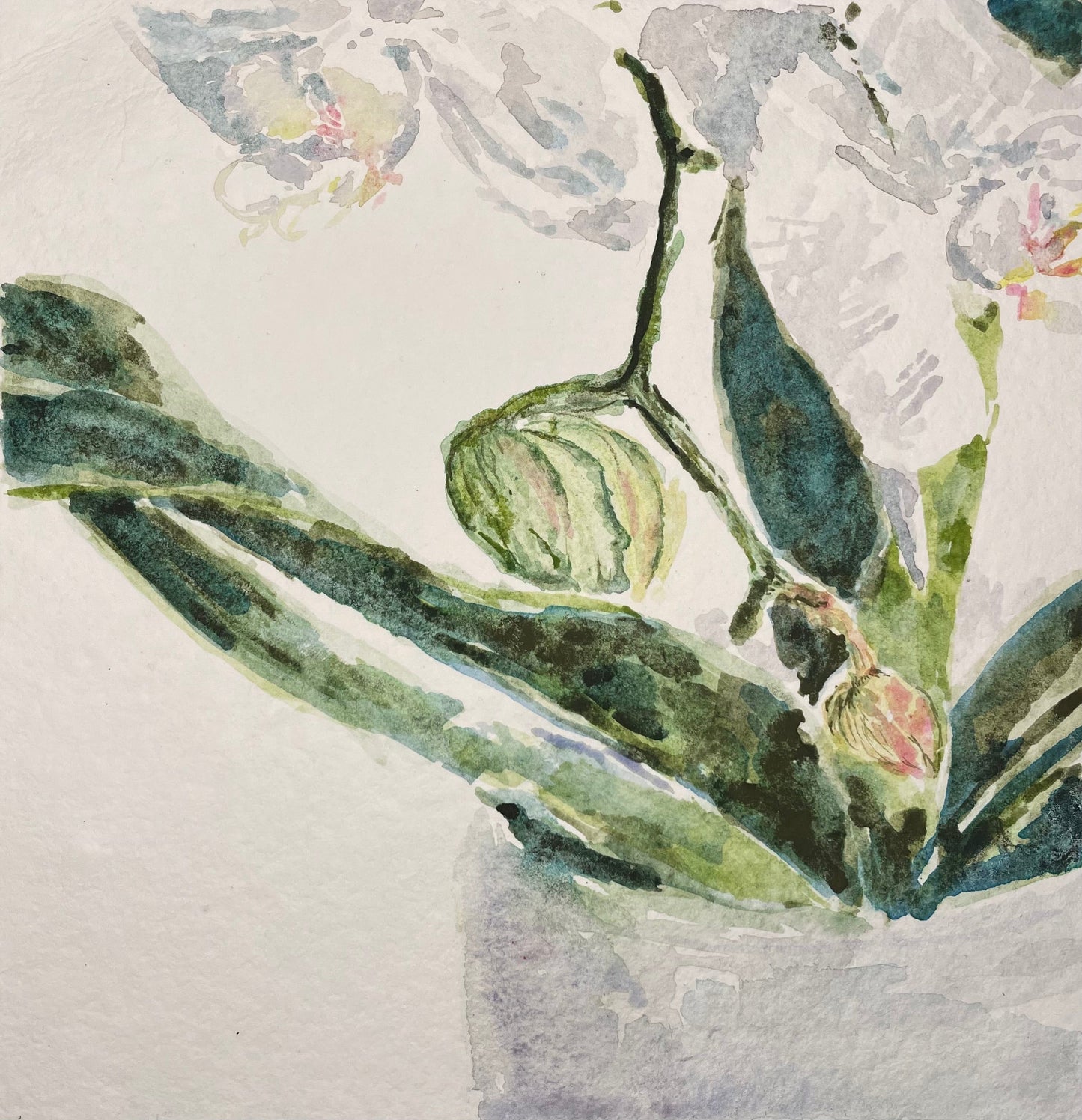 Orchids, Sleeping Beauty 2 - Cynthia Coffield Fine Art