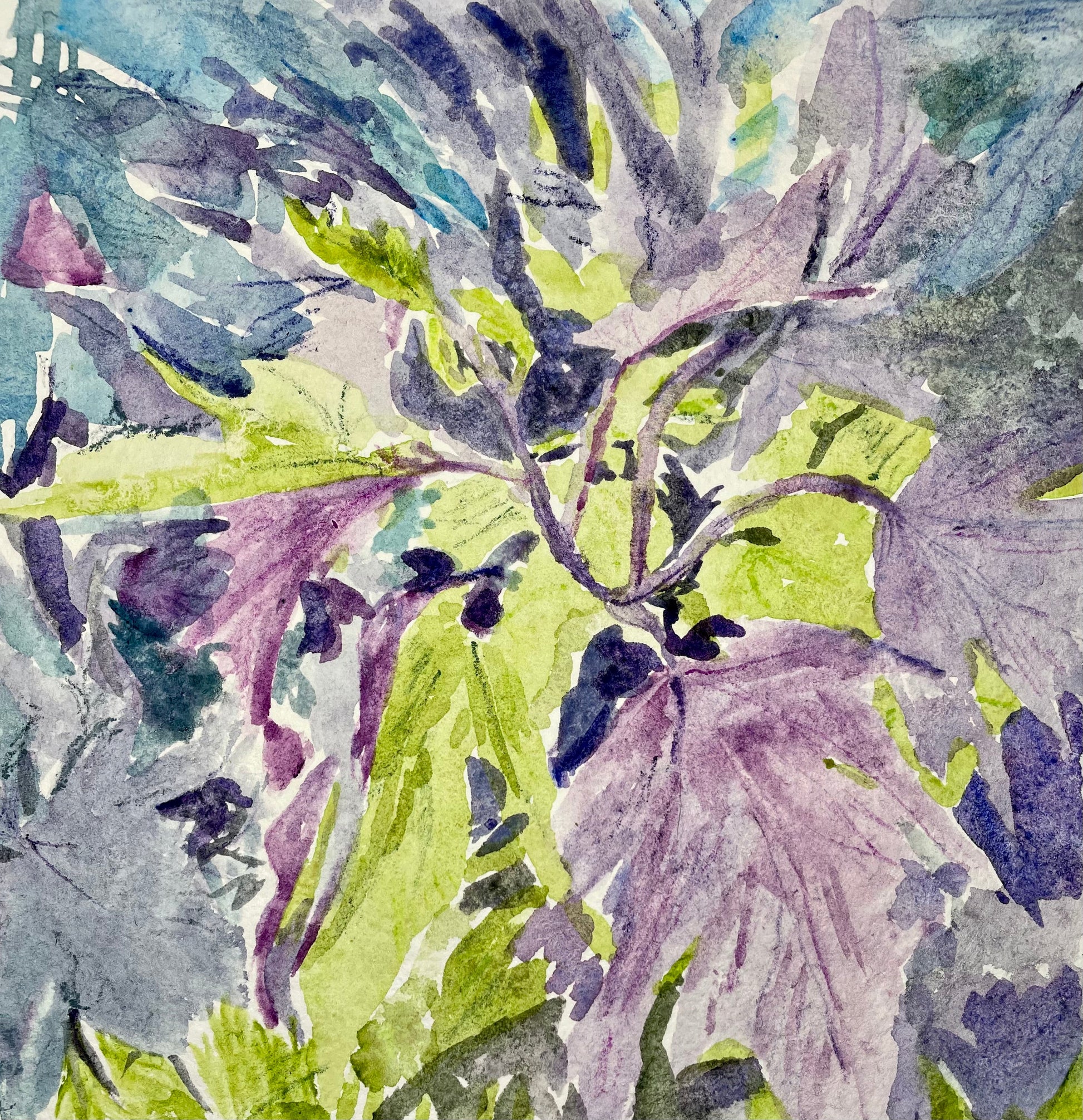 Sweet Potato Plant - Cynthia Coffield Fine Art