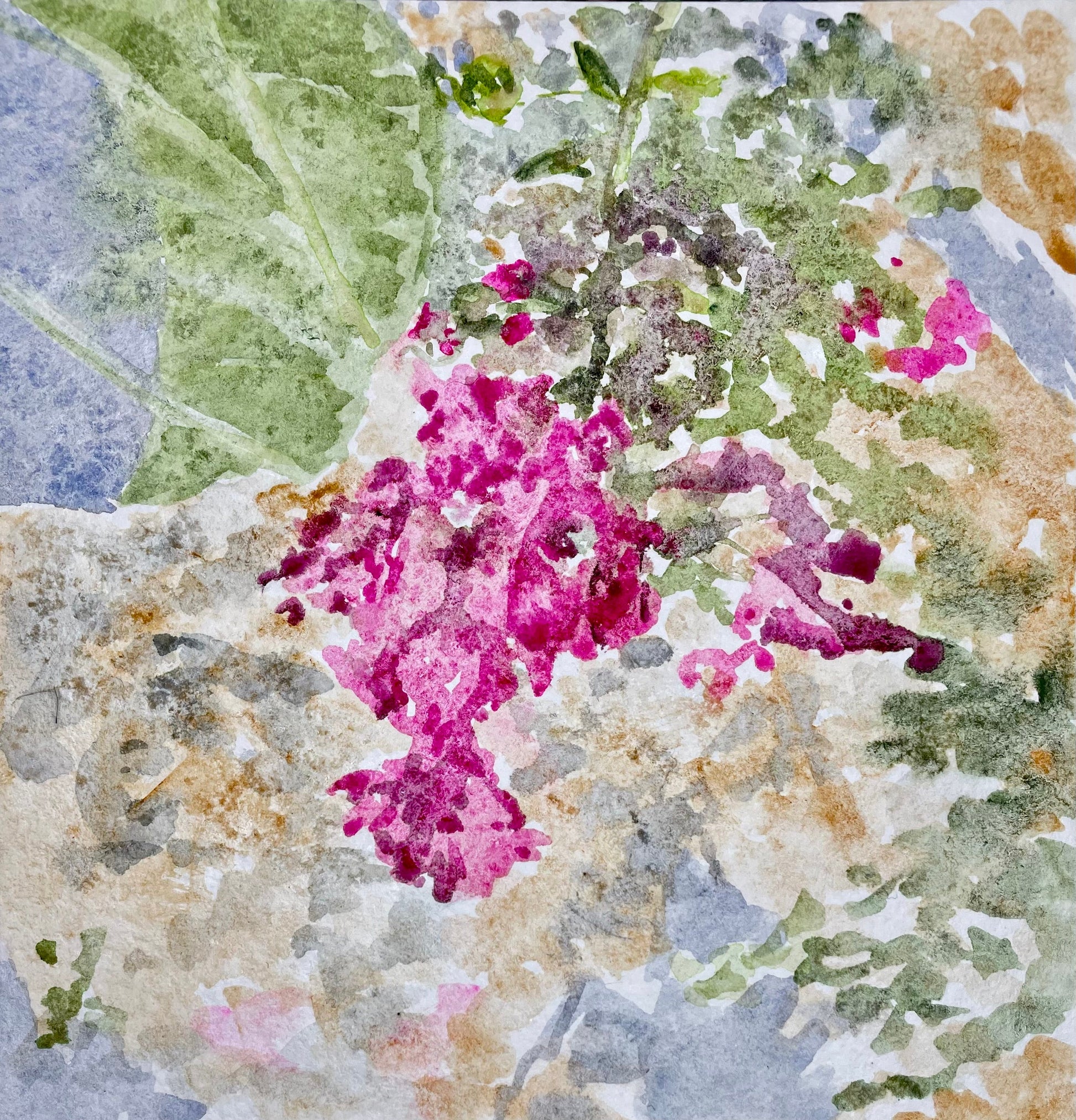 Crepe Myrtle - Cynthia Coffield Fine Art