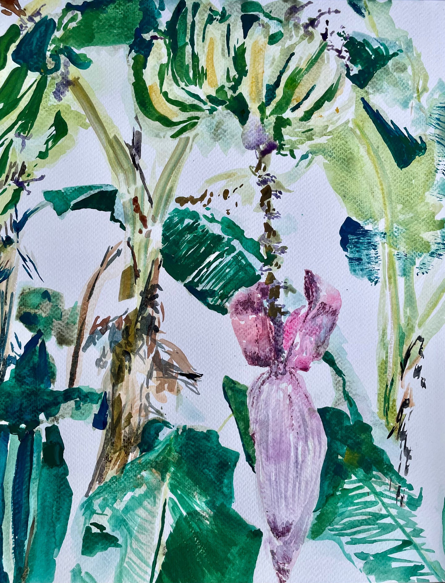 Banana Plant - Cynthia Coffield Fine Art